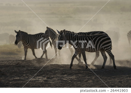 Grant Zebra 26441903