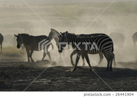 Grant Zebra 26441904