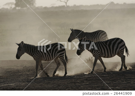 格蘭特斑馬 26441909