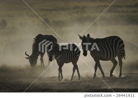 格蘭特斑馬 26441911