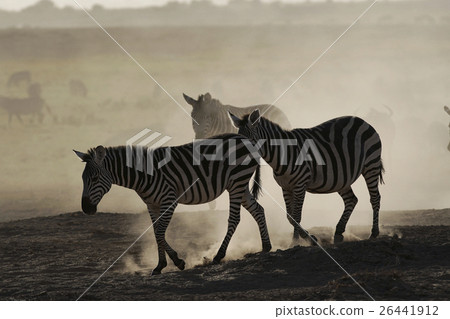 格蘭特斑馬 格蘭特斑馬 26441912