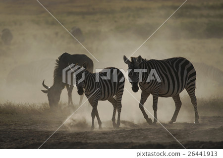 格蘭特斑馬 格蘭特斑馬 26441913