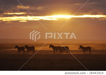 格蘭特斑馬 26441914