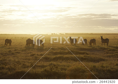 Grant Zebra 26441920