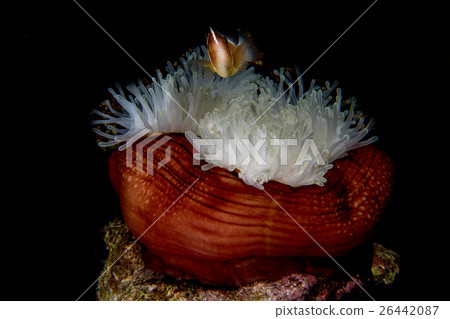 Clown fish inside red anemone in indonesia 26442087