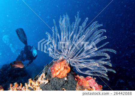 crinoid underwater while diving 26442088