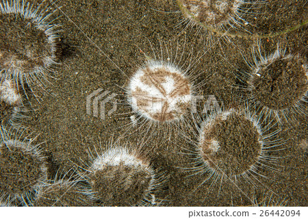 white hairy sea star in the sand background white hairy sea star in the sand background 26442094