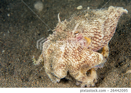 coconut octopus underwater portrait hiding in sand coconut octopus underwater portrait hiding in sand 26442095