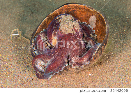 coconut octopus underwater portrait hiding in sand coconut octopus underwater portrait hiding in sand 26442096