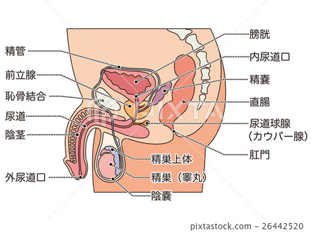 Male Reproductive Organs Section Stock Illustration