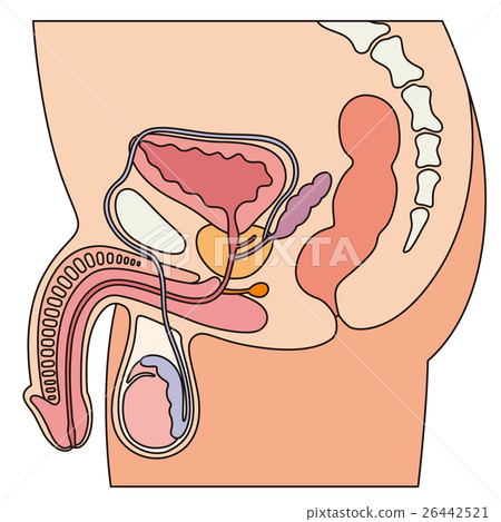 男性生殖器官科 26442521