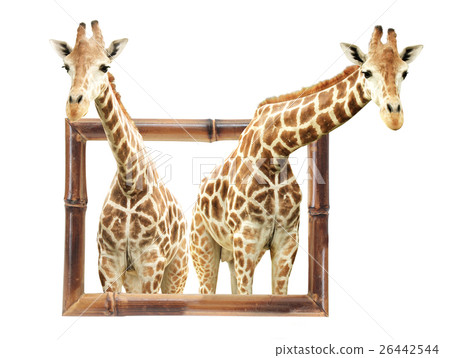 Two giraffes in bamboo frame with 3d effect 26442544