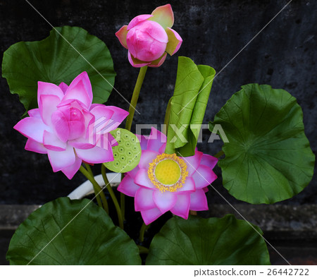 clay lotus flower old wall background 26442722