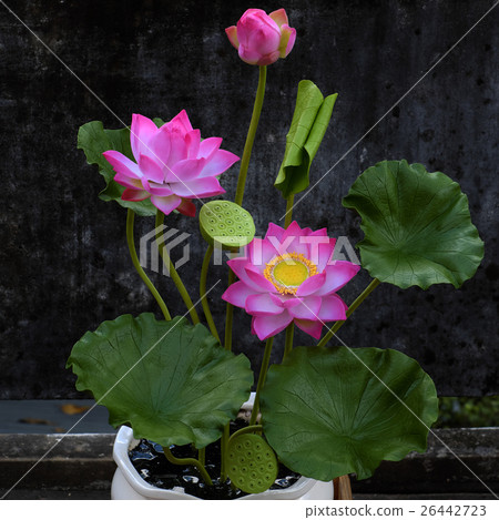 clay lotus flower old wall background clay lotus flower old wall background 26442723