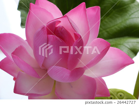 clay lotus flower on white background 26442727