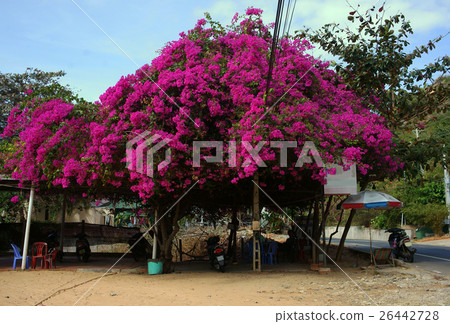 Coffee shop under confetti tree 26442728