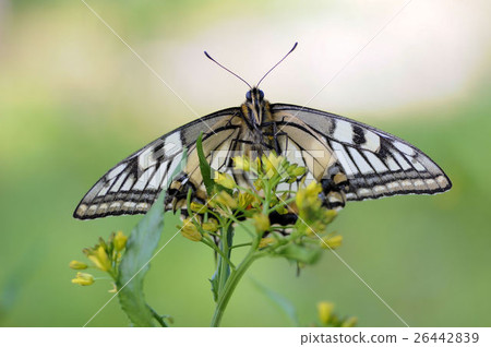 Swallowtail butterfly Swallowtail butterfly 26442839
