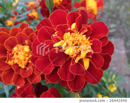 瑪麗金與可愛的橙色和黃色的花朵。它很容易生長，從春天到秋天，它將長時間為花壇著色。 26442849