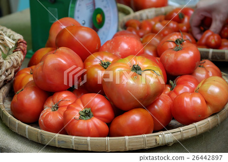tomato fruit at safety agriculture fair tomato fruit at safety agriculture fair 26442897