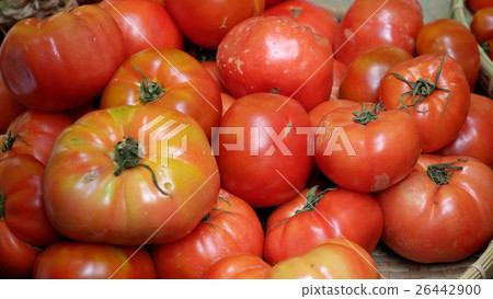 tomato fruit at safety agriculture fair tomato fruit at safety agriculture fair 26442900