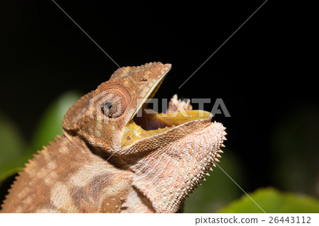 panther chameleon (Furcifer pardalis) 26443112