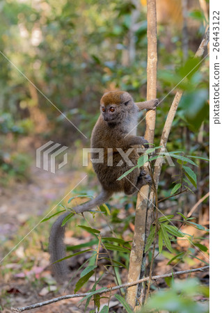 Eastern lesser bamboo lemur (Hapalemur griseus) Eastern lesser bamboo lemur (Hapalemur griseus) 26443122