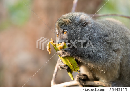 Eastern lesser bamboo lemur (Hapalemur griseus) Eastern lesser bamboo lemur (Hapalemur griseus) 26443125