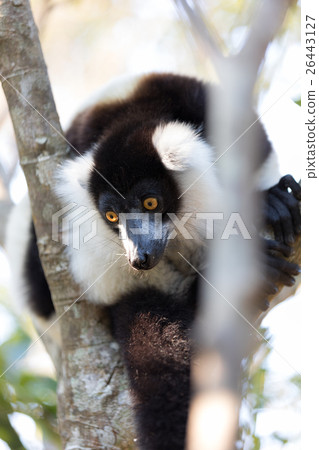 Black-and-white ruffed lemur (Varecia variegata) Black-and-white ruffed lemur (Varecia variegata) 26443127