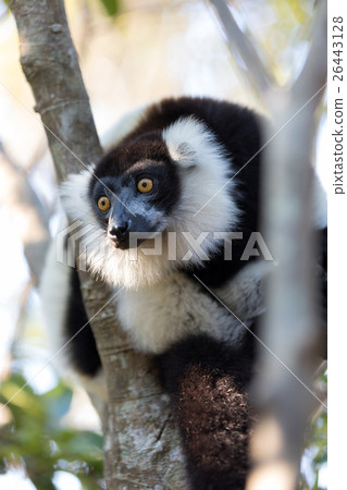 Black-and-white ruffed lemur (Varecia variegata) Black-and-white ruffed lemur (Varecia variegata) 26443128