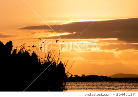Birds silhouette and sunset over the river Birds silhouette and sunset over the river 26443137