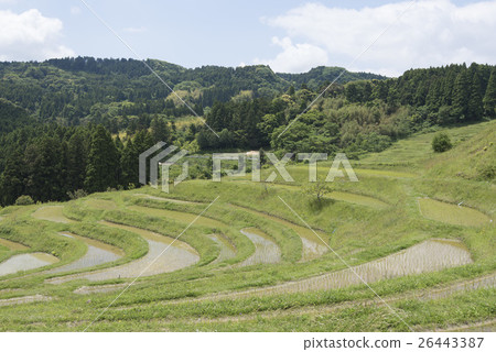 Kamogawa City, Chiba Prefecture / Oyama Senjita 26443387