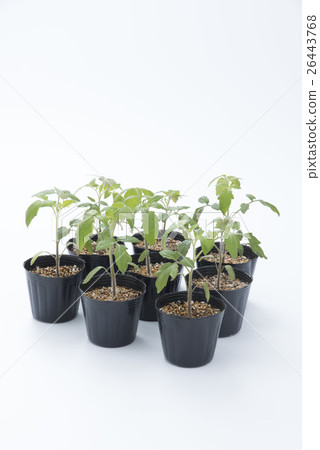 Tomato seedlings 26443768