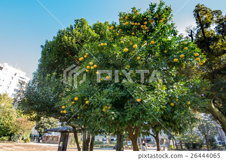 Shirokanedai Acorn兒童公園 Shirokanedai Acorn兒童公園 26444065