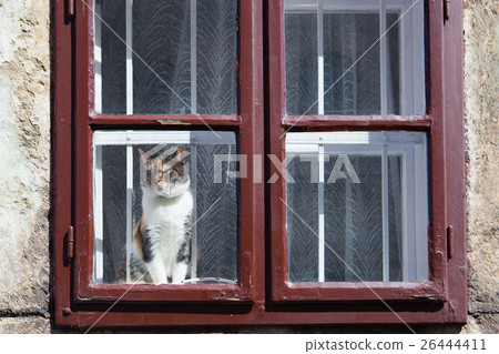 Cat looking outside through the window Cat looking outside through the window 26444411