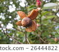被孵化的山花的果子 26444822