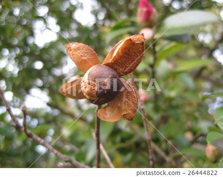 被孵化的山花的果子 26444822