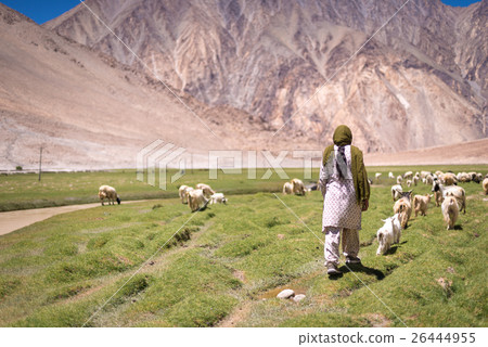 sheep in field Ladakh, India sheep in field Ladakh, India 26444955