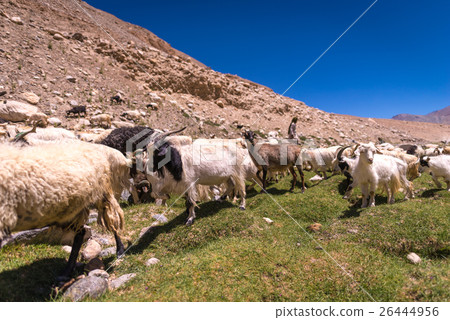 sheep in field Ladakh, India sheep in field Ladakh, India 26444956