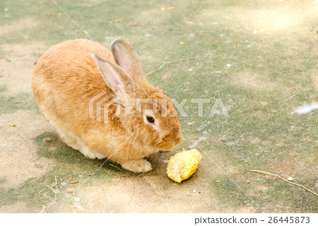rabbits eating rabbit food rabbits eating rabbit food 26445873