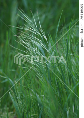 My name is Horse 's Tea - cowpea Umanohashiki. My name is Horse 's Tea - cowpea Umanohashiki. 26446005