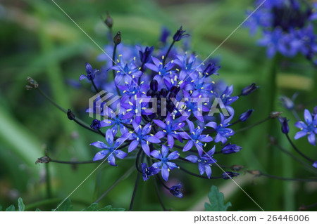 Otoma's earrings The flower language is "hidden value" Otoma's earrings The flower language is "hidden value" 26446006