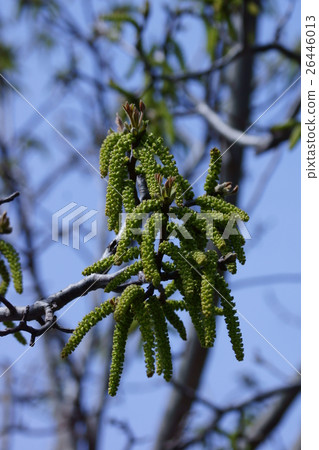 Walnut Walnut flower language is "wisdom" Walnut Walnut flower language is "wisdom" 26446013