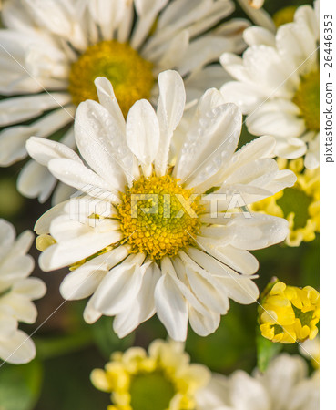 Flowers bloom at dawn 2 26446353