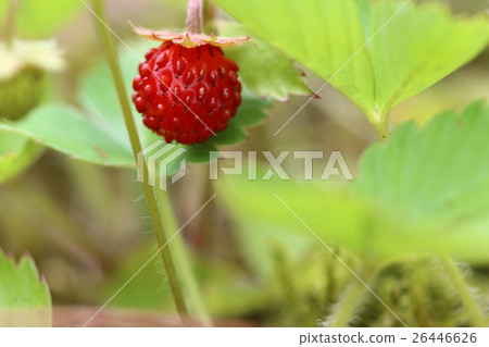 Detail of the ripe wild strawberry Detail of the ripe wild strawberry 26446626