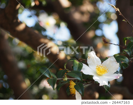 Sayaka flower flowers 26447163