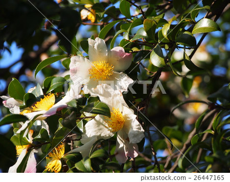 Sayaka flower flowers 26447165