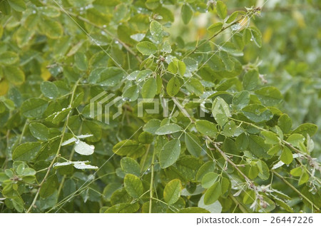 Leaf water drops Plant trees Autumn rain Leaf water drops Plant trees Autumn rain 26447226