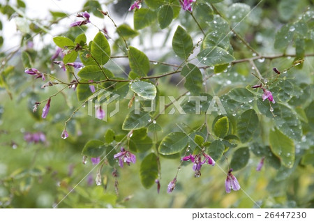 葉子水下落植物樹秋天雨 葉子水下落植物樹秋天雨 26447230