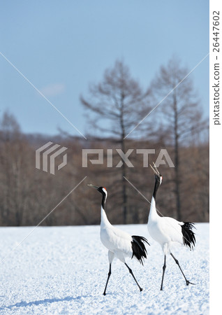 在藍天下，尖叫起重機 26447602