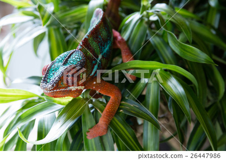 變色龍 變色龍 26447986